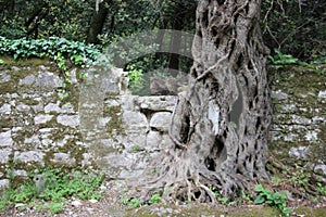 Old Stone Walls With Old Olive Tree