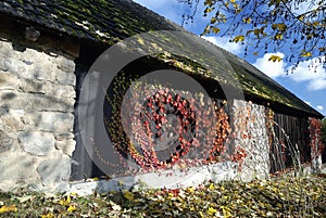 Old stone and wooden barn covered by moss and climbing plants in autumn