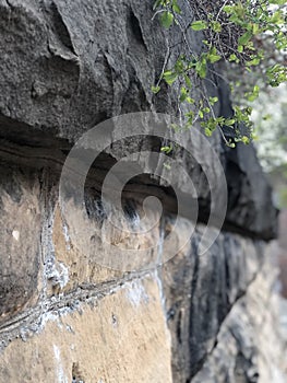 Old stonewall with green overhang