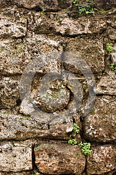 Old stonewall with plants photo