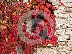 Old stonw wall with window overgrown with ivy plant with red autumn leaves