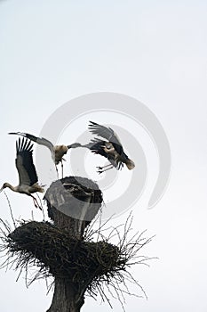 Old stork's nest, fight for the nest between storks, storks are migratory birds