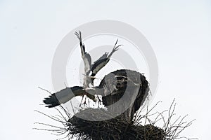 Old stork's nest, fight for the nest between storks, storks are migratory birds