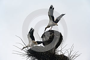 Old stork's nest, fight for the nest between storks, storks are migratory birds