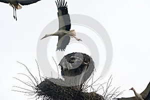 Old stork's nest, fight for the nest between storks, storks are migratory birds