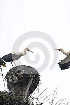 Old stork's nest, fight for the nest between storks, storks are migratory birds