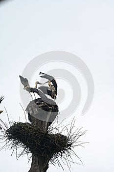 Old stork's nest, fight for the nest between storks, storks are migratory birds