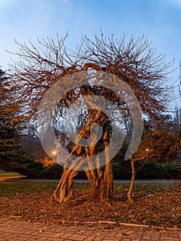 Old and strange tree at night