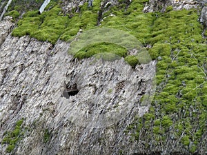 Old Straw Leaky Roof with Hole and Moss on Historical Wooden Building House from Middle Ages