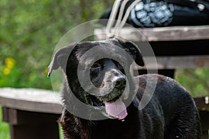 Old stray black labrador dog waiting with hope for his owner