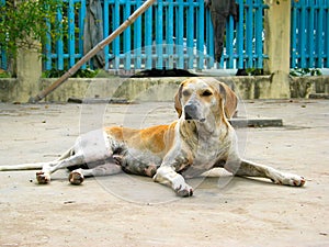 An old stray dog basking in the sun.