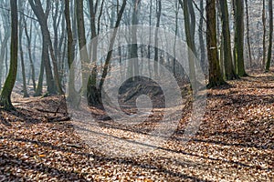 Old stream trough in forest in late february winter with fog, sun beams and long tree shadows