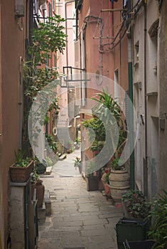 Old street decorated with green plants, Vernazza, Cinque Terre