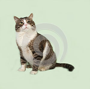 Old striped and white cat sitting on green