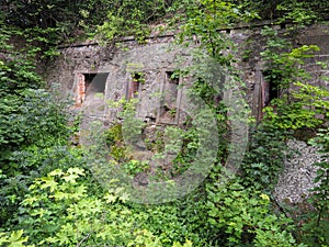 The old stronghold overgrown vegetation