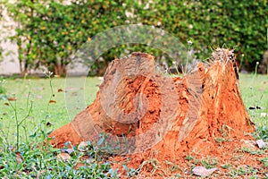 Old stub in the yard