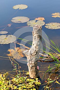 Old Stump