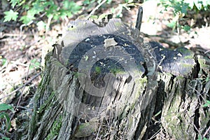 Old stump of acacia tree