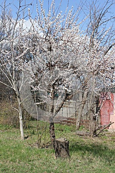 Old stump and apricot tree in blossom in spring season in April