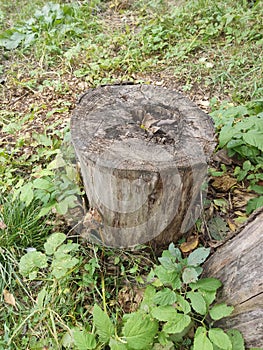 An old stump on the background of autumn grass and leaves. Russian nature. Russian life.