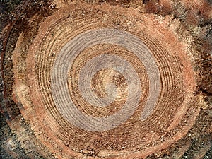 Old stump with cracks. Cross section of a tree trunk, tree structure, growth rings