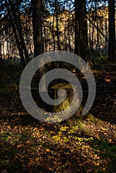 An old stump in a dense shaded forest