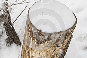 Old stump of a felled tree covered with snow, winter forest, top view