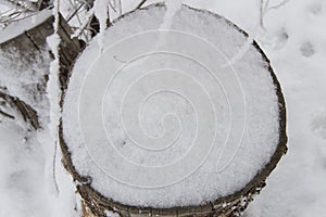 Old stump of a felled tree covered with snow, winter forest, top view