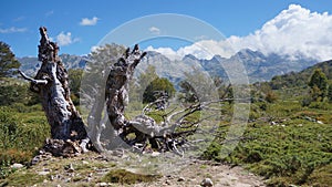 Old Stump in front of Corsica mountains