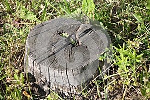 Old stump in the garden