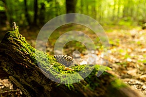 Old stump, moss, fir cones in the autumn forest. Wild forest, yellow leaves