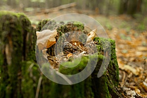 Old stump, moss, fir cones in the autumn forest. Wild forest, yellow leaves