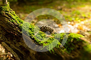 Old stump, moss, fir cones in the autumn forest. Wild forest, yellow leaves