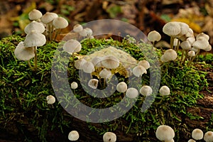 Old stump moss wrapped with some fungus