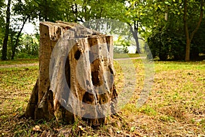 Old Stump in the Park