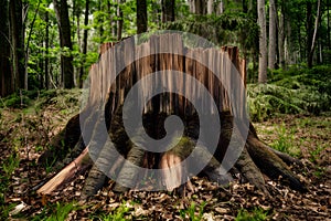 Old stump, remnant of felled tree trunk, stands in solitude