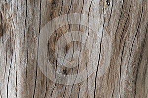 Old stump texture background