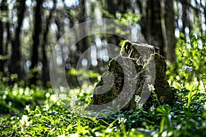 Old stump in the thicket forest in spring