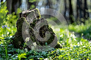 Old stump in the thicket forest in spring