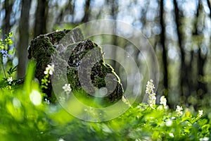 Old stump in the thicket forest in spring