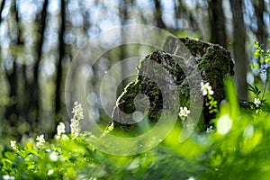 Old stump in the thicket forest in spring