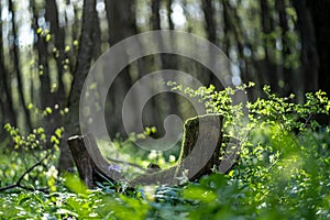 Old stump in the thicket forest in spring