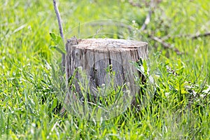 An old stump of a tree on a green grass