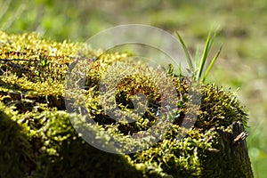 Old stump in a wood