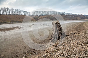 Old stumps