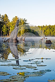 Old Stumps Dot the Surface Of This Small Canadian Lake