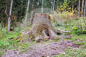 Old stumps on the forest. Remains of the cut down forest.