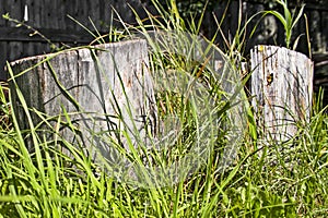 Old stumps overgrown with grass in the yard