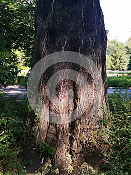 Old and sturdy tree poles