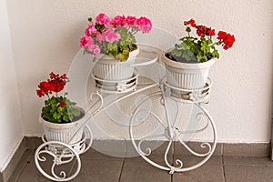 Old style bike with flowerpots and springflowers in it